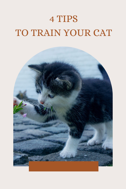 4 Tips On How To Train Your Cat Blog from Personalizedpetlovergifts