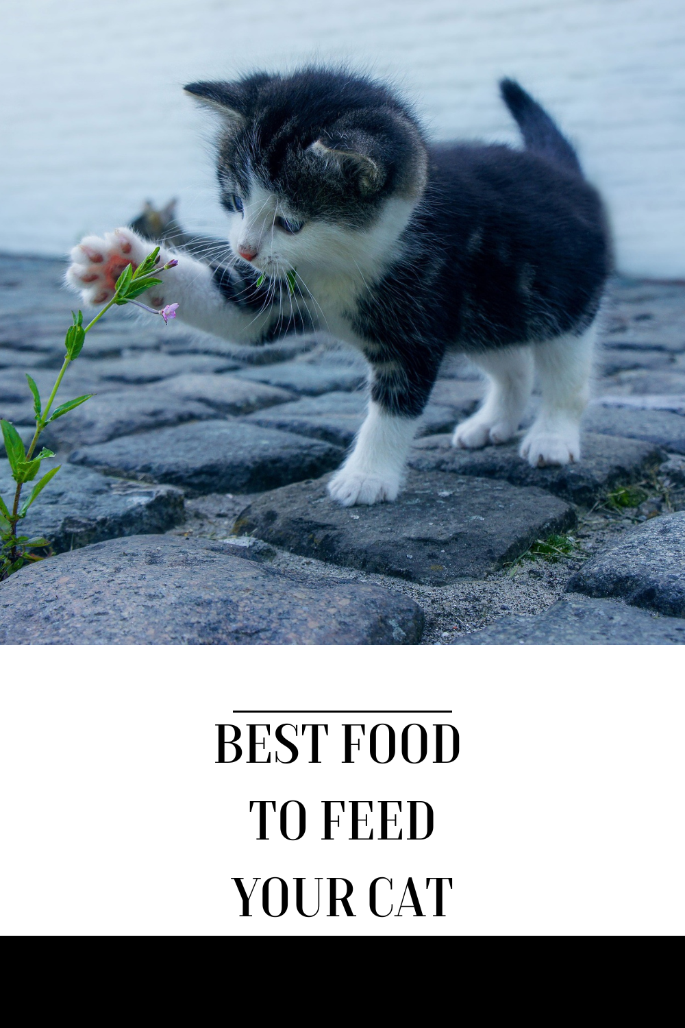 The Best Food to Feed Your Cat Blog from Personalizedpetlovergifts