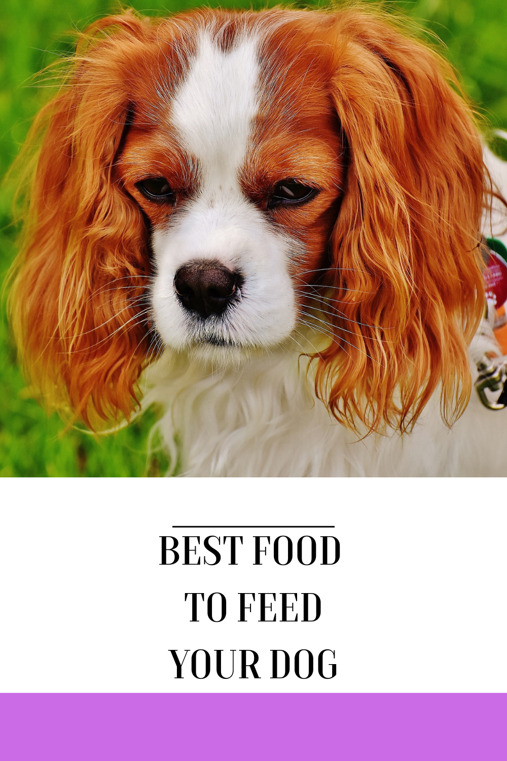 The Best Food to Feed Your Dog Blog from Personalizedpetlovergifts