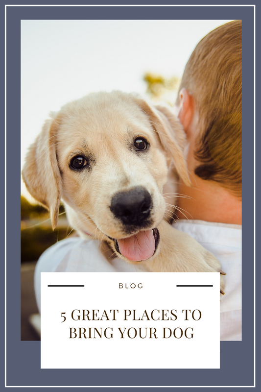 5 Great Places to Bring Your Dog Blog from Personalizedpetlovergifts
