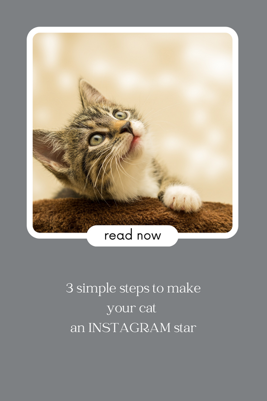 Three Simple Steps to Make Your Cat an Instagram Star Blog from Personalizedpetlovergifts
