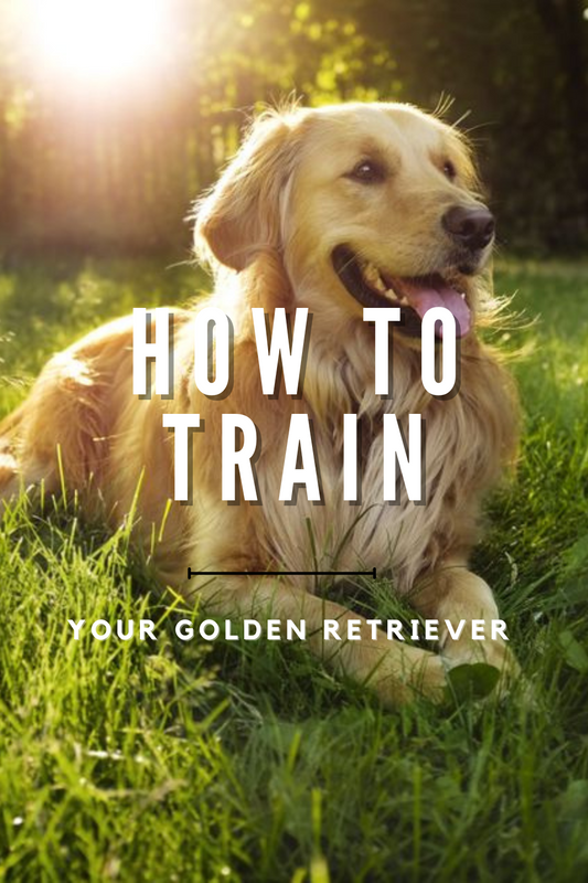 How to Train Your Golden Retriever Blog from Personalizedpetlovergifts