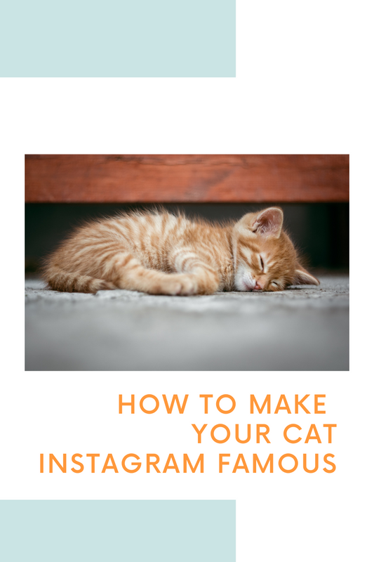How to Make Your Cat an Instagram Star Blog from Personalizedpetlovergifts