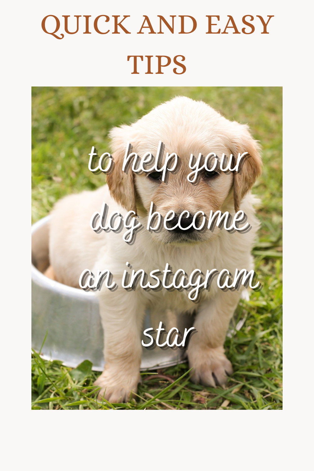 Quick and Easy Tips to Help Your Dog Become an Instagram Star Blog from Personalizedpetlovergifts