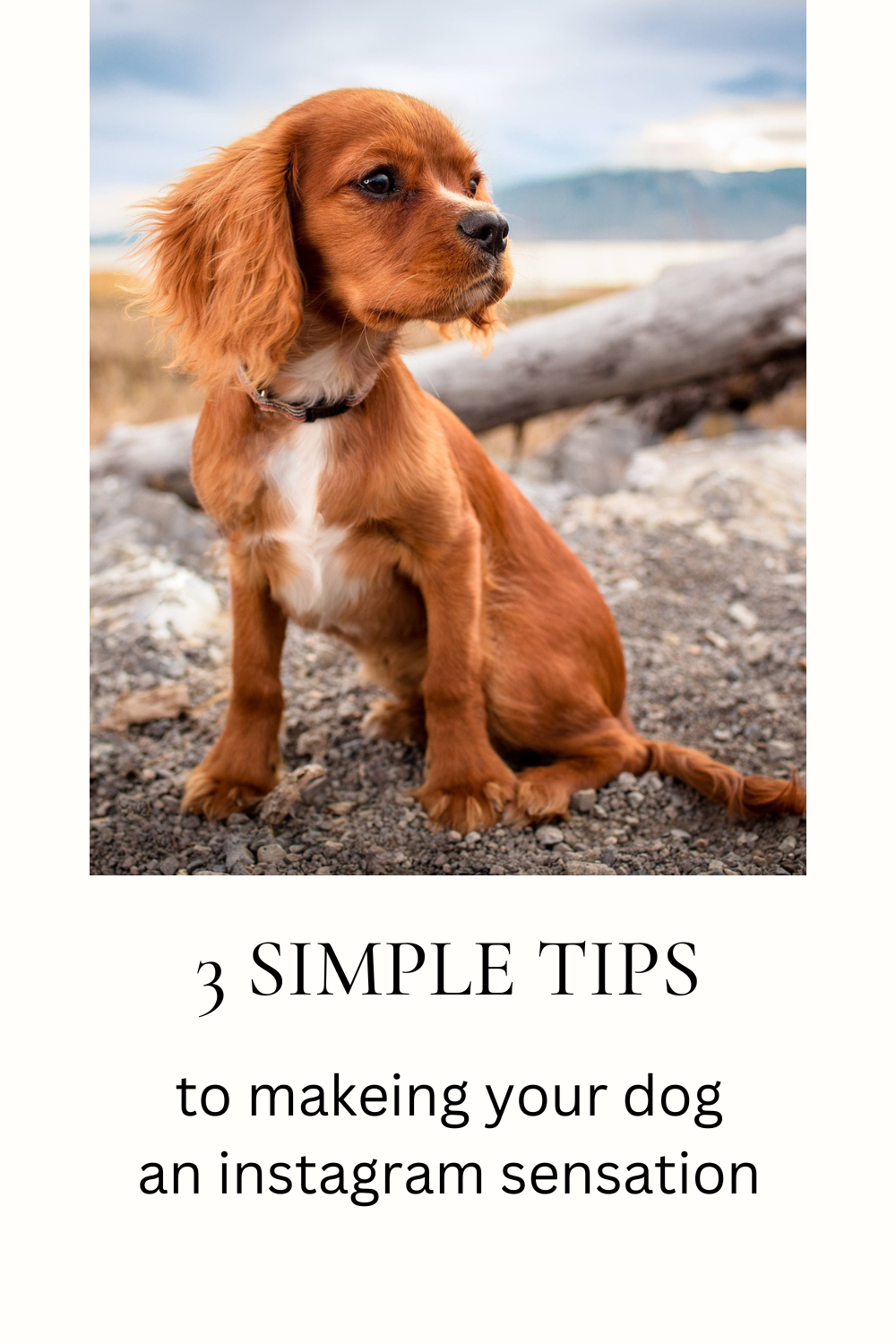 3 Simple Tips to Making Your Dog an Instagram Sensation Blog from Personalizedpetlovergifts